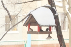 птицы3