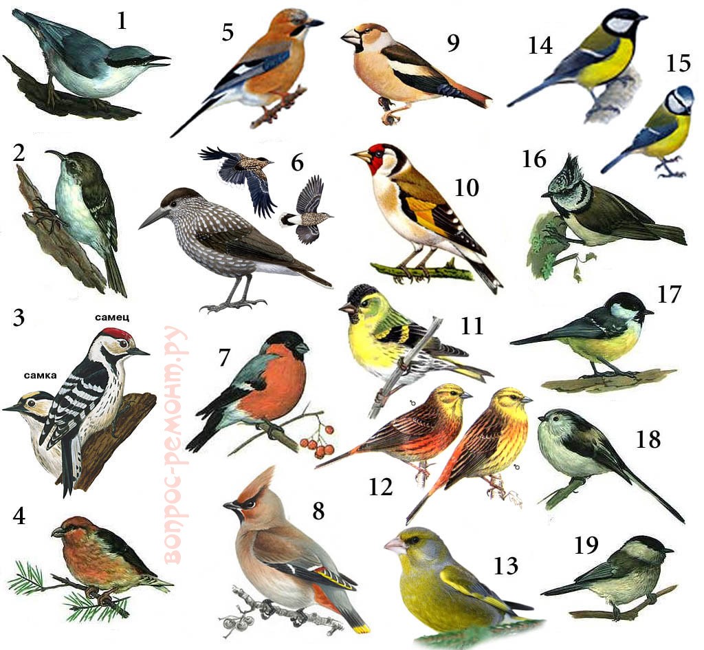 Весенние птицы фото с названиями